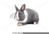 White Rabbit Clipart Image