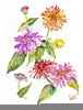 Zinnia Flower Drawing Image