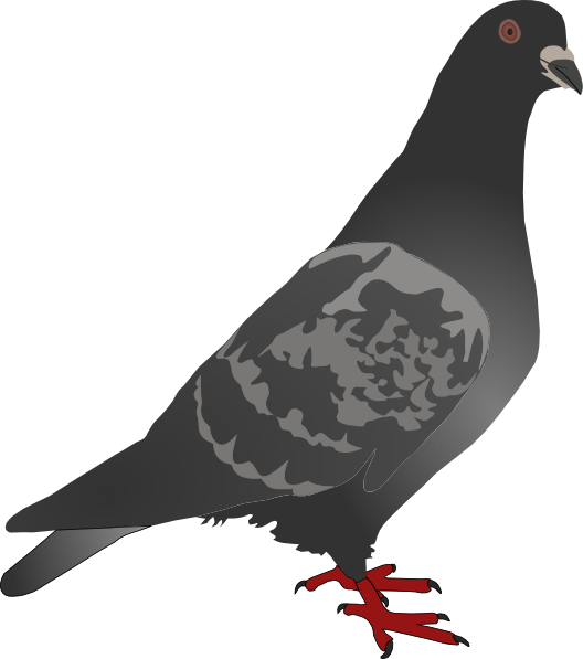 clipart pigeon - photo #10