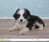 Puppy Dog Eyes Clipart Image