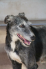 Greyhound Deerhound Mix Image