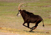 African Black Antelope Image
