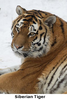 Free Siberian Tigress Creative Commons Attribution Share Alike Unported License Image