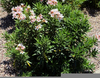 Oleander Plant Propagation Image