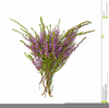 Scottish Heather Clipart Image