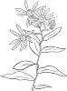 Plant Flowers Shrub Clip Art