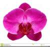 Clipart Of Purple Orchid Image