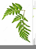 Clipart Ferns Stencil Image