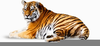 Tiger Images Free Clipart Image
