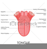 Clipart Human Anatomy Image