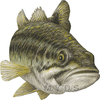 Largemouth Bass Clipart Image
