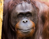 Orangutan Smiling Image