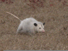 All White Possum Image