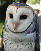 Beautiful Owls Image