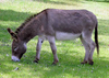 Donkey Image