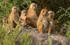 Troop Baboons Image