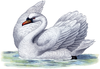 Swan Image Clipart Image