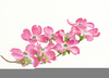 Dogwood Trees Clipart Image