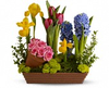 Spring Colman Image