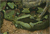 Olive Python Enclosure Image