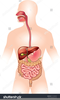 Human Digestive System Clipart Image