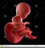 Fetus Clipart Image