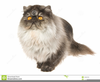 Free Clipart Images Kittens Image