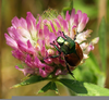 June Bug Clipart Image