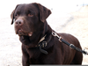 Free Clipart Of Labrador Retrievers Image