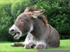 Microsoft Clipart Donkey Image