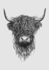 Highland Cattle Clipart Image
