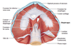Diaphragm Muscle Attachments Image