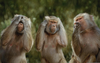 Funny Looking Monkeys Image