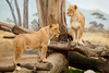 Two Lions S M Image