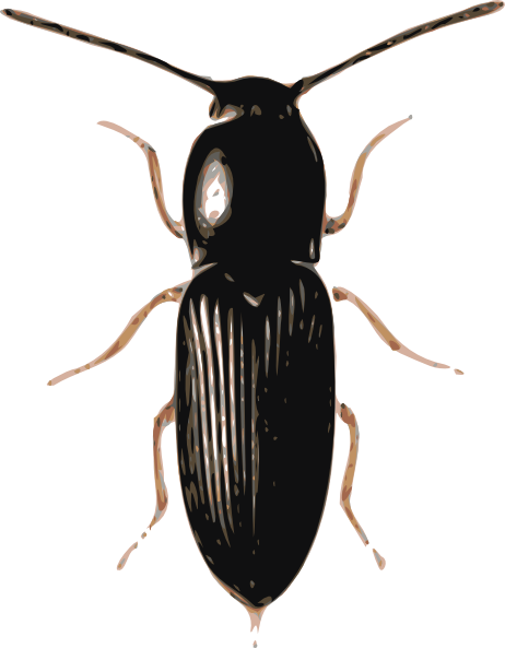 clipart beetle - photo #41