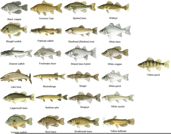 Freshwater Fish Species  Free Images at  - vector clip art  online, royalty free & public domain