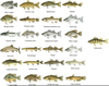 Freshwater Fish Species Image