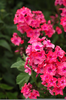 Bright Pink Flowers Image