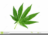 Clipart Of Marijuana Leaf Image