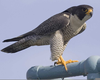 Peregrin Falcon Clipart Image
