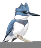 Belted Kingfisher Clipart Image