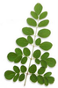 Moringa Leaf Image
