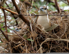 Indian Silverbill Nest Image