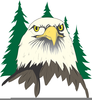 Free Clipart Eagle Head Image