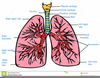 Clipart Lungs Image