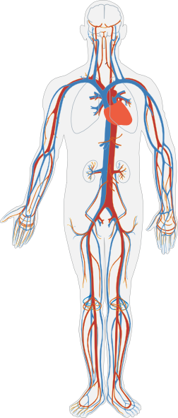 Circulatory System No Labels Clip Art at Clker.com - vector clip art