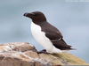 Razorbill Penguin Uk Image