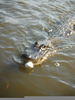 Alligators Eating Marshmallows Image