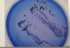 Mitis Salivarius Agar Image