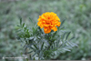 Marigold Plant Image